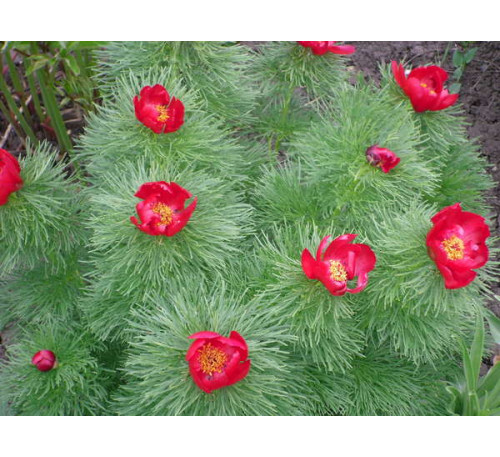 Півонія тонколистна (P. Tenuifolia)